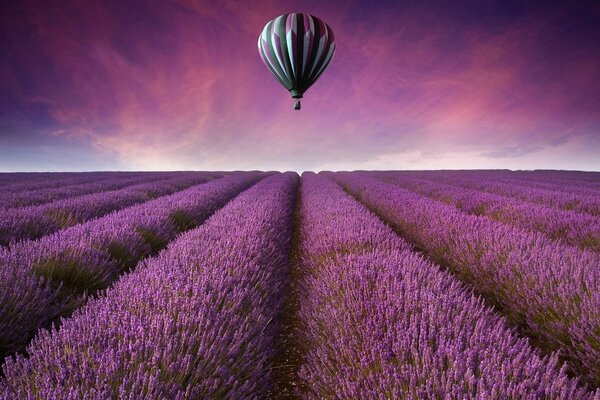 Balloon over lavender field