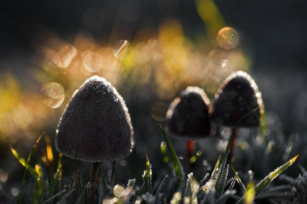 Mushrooms bathed in sunlight