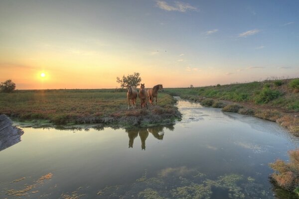 Trois chevaux se tiennent au bord d un point d eau au soleil couchant