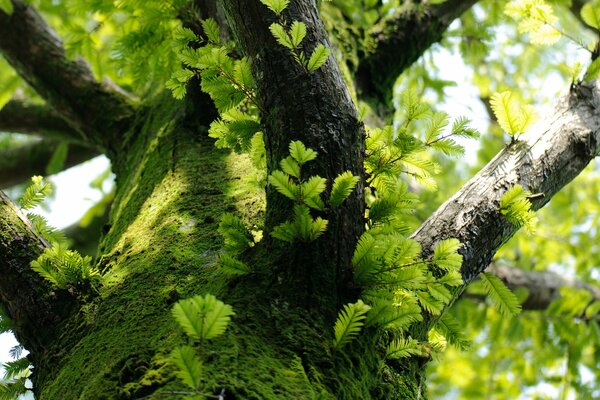 Auf einem Baum aus grünem Moos, Ästen und Blättern