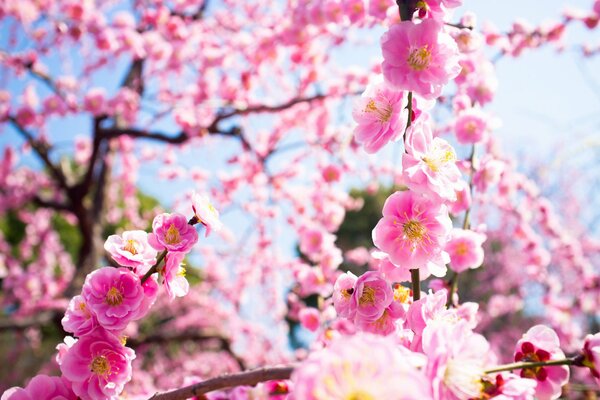 Arbres de printemps en couleur rose