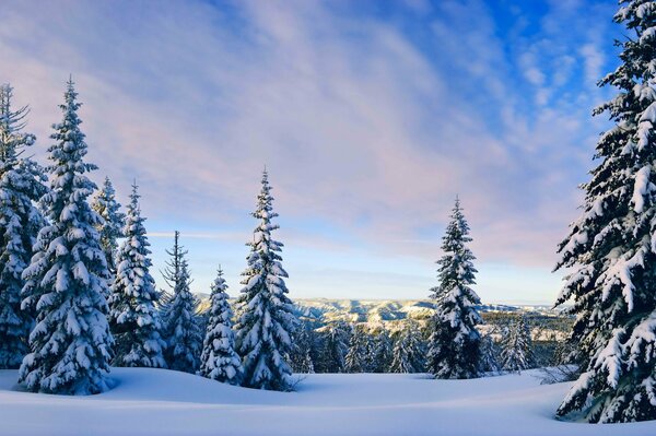 Blue sky in the winter forest