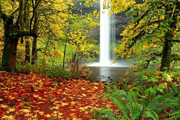 Leaf fall in the autumn forest, beautiful autumn colors of leaves, waterfall