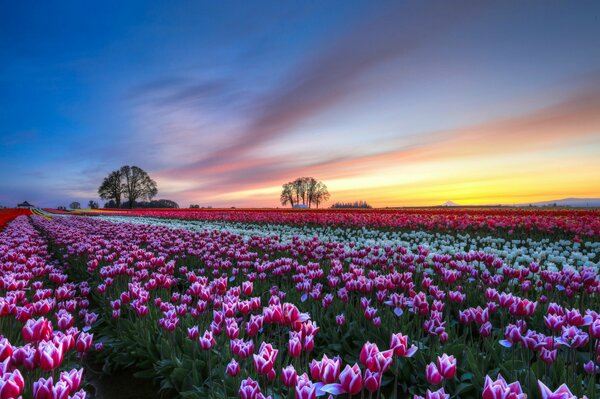 Tulipanes rosados y puesta de sol multicolor