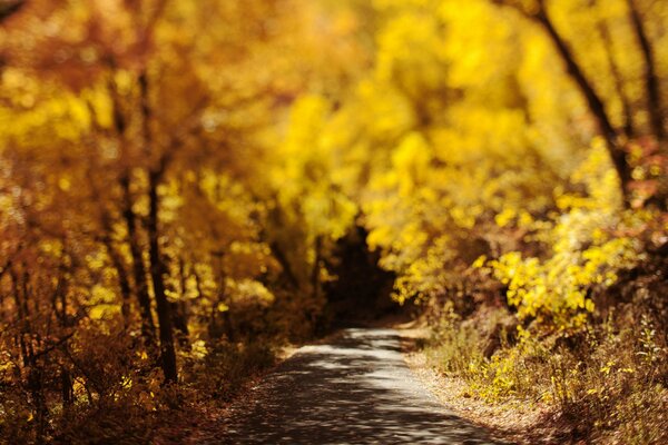 Route partant dans la forêt d automne