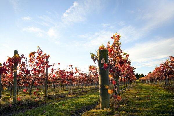 Nel cielo blu, nessuna nuvola bel tempo per i vigneti