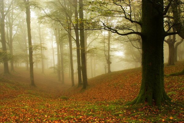 Nebbia nella foresta in autunno. ASP senza foglie