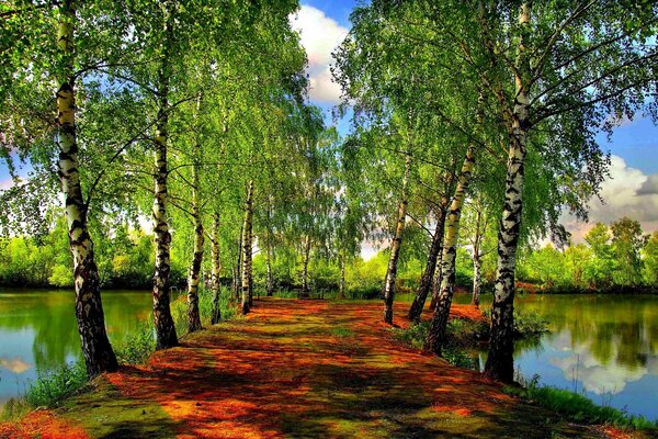 Alberi in primavera vicino al fiume