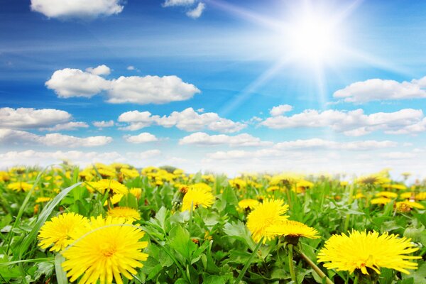 Blue sunny sky and yellow dandelions