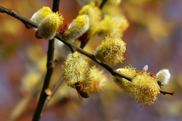 Yellow willow. A bee on a branch