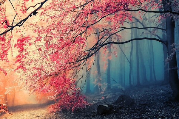 Brouillard dans la forêt au coucher du soleil en automne