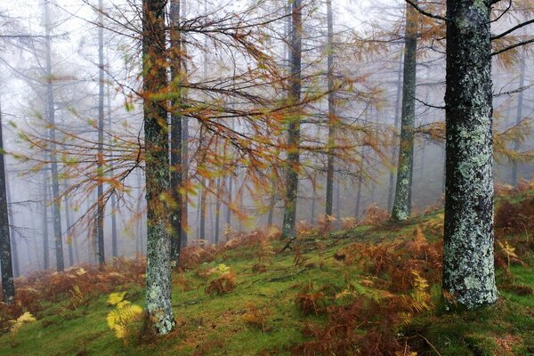 Cime des arbres dans la forêt brumeuse en automne