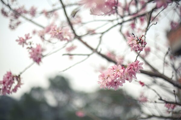 Sakura branches with pink flowers