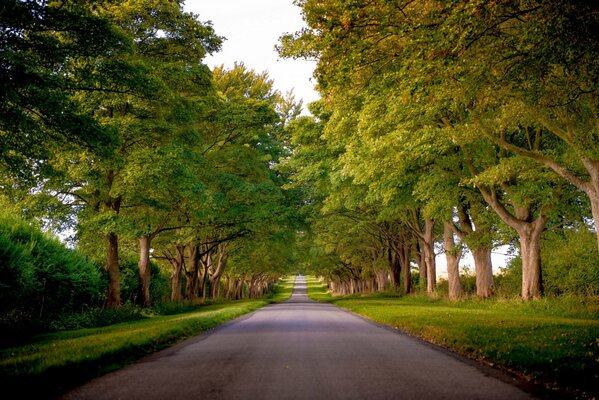 An alley in England among lush green foliage