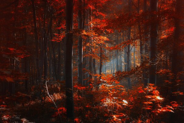 Autumn. There are red leaves on the trees in the forest