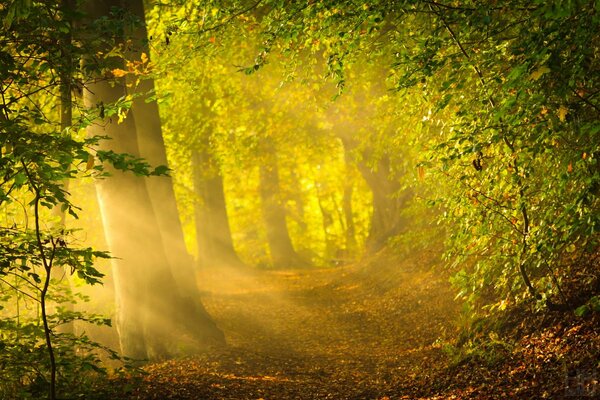 Luce del sole nella verde foresta autunnale