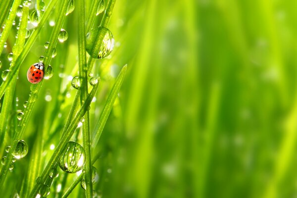 Macro fotografía del rocío de la mañana y la naturaleza despierta después de la lluvia