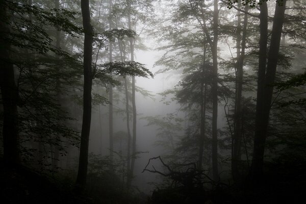 Silhouettes of trees in the fog in the forest