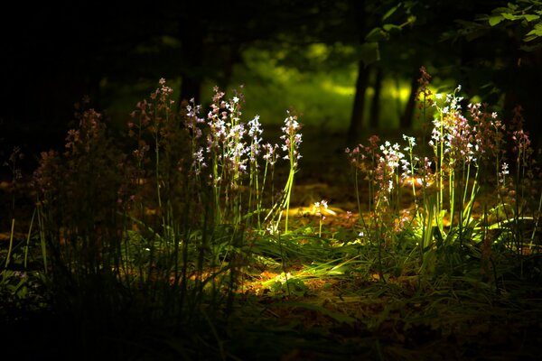 A ray of light in a dark forest