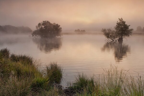 Nebliger See mit Bäumen am Morgen