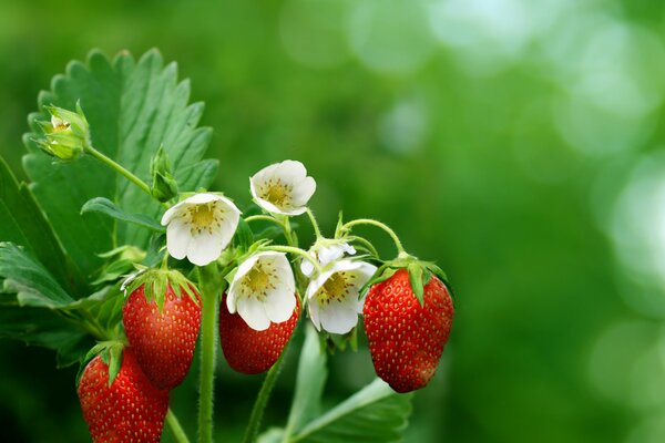 Erdbeerblüten und Erdbeerbeeren