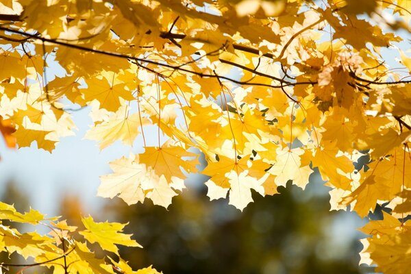 Wet autumn leaves turn yellow