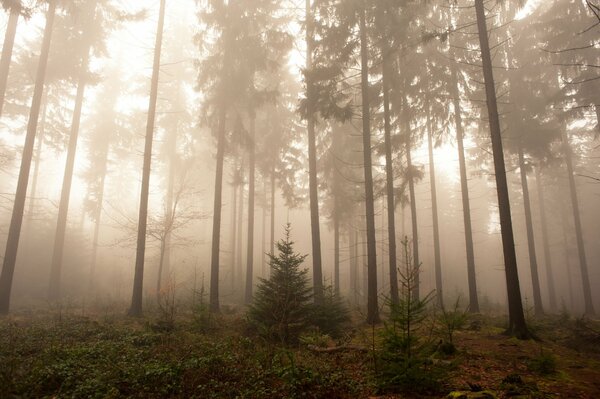 Niebla en el bosque, naturaleza, Alemania