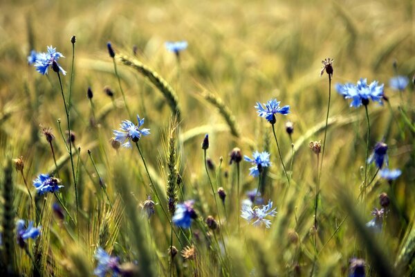 Los acianos de campo se vuelven azules entre las espigas de trigo