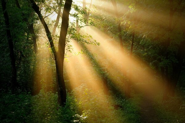 The rays of the sun penetrate the trees