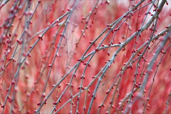 Ramas de árboles con capullos rojos