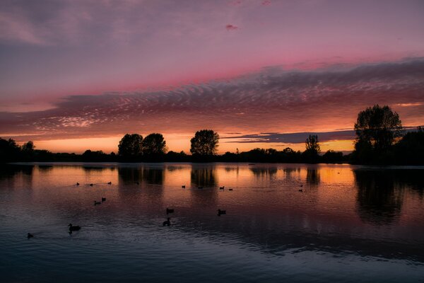 Ducks on the evening lake