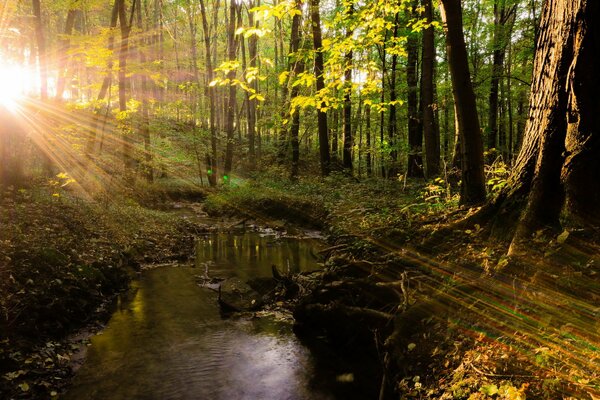 Les rayons du soleil se brisent à travers les arbres de la forêt