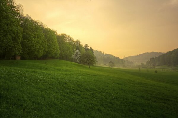 Coucher de soleil dans la forêt de printemps après la pluie