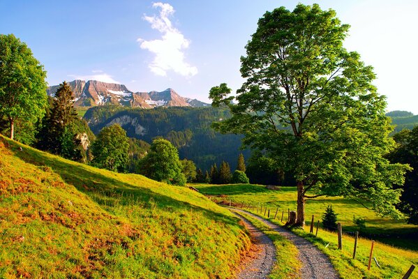 Grüne Straße im Sommer in den Alpen