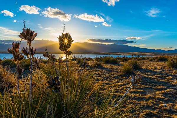 Hierba alta contra el fondo del lago y el cielo azul