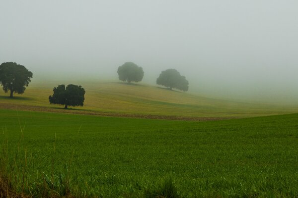 Morning fog over the field