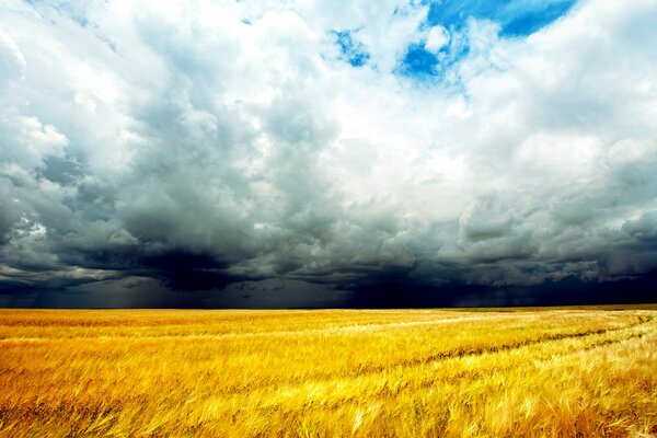 Nubes de tormenta sobre el campo de cereales