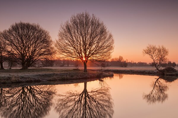 Trees against the background of the rising sun