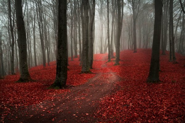 Bosque con árboles desnudos y hojas rojas caídas