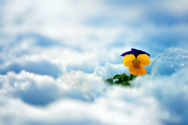 Yellow three-leaf flower in the snow