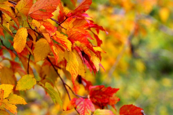 Colori autunnali nei rami degli alberi