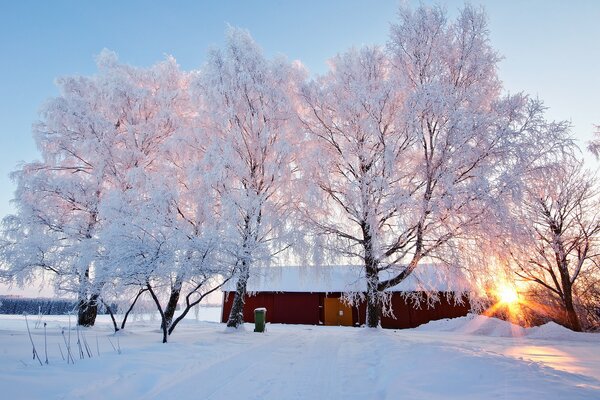 Snow-covered trees at sunrise