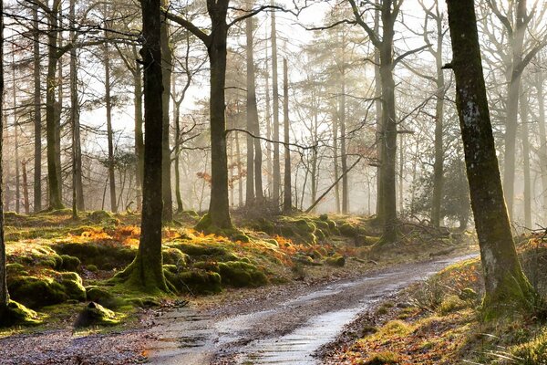 Wanderweg im nebligen Wald am Morgen