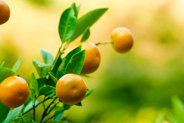 Branches with ripe mandarin fruits