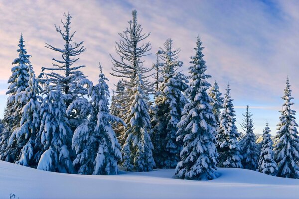 Winterwald. Bäume mit Schnee bedeckt