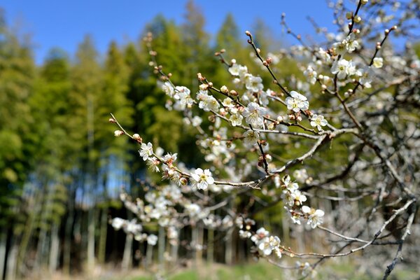 Blühender Baum Makrofoto