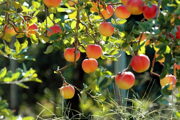 Apfelgarten mit schönen Früchten