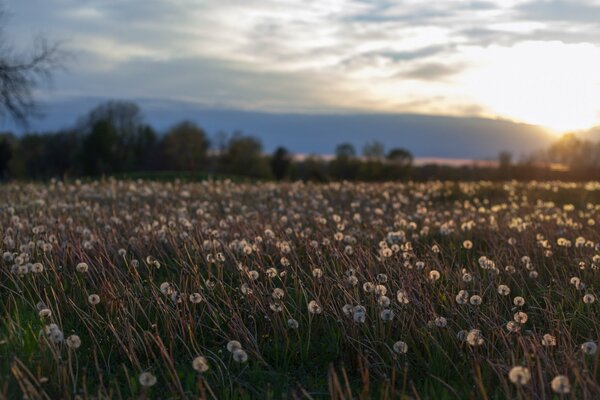 An endless field of dandelions on the background of sunset