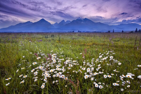 Prairie fleurie de camomille sur fond de hautes montagnes