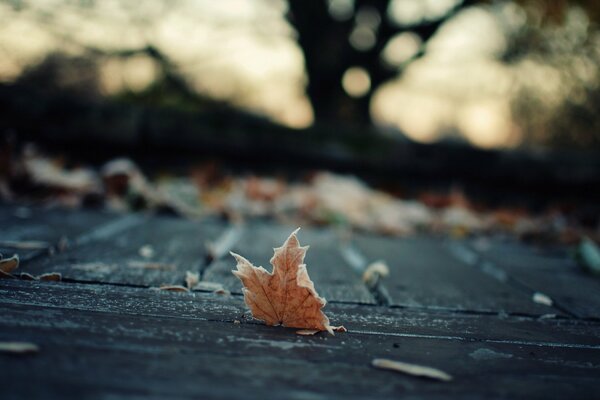 Foglia d autunno solitaria